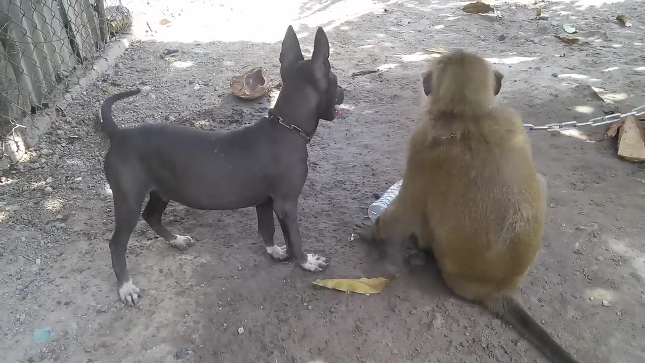 monkey and dog ka khela