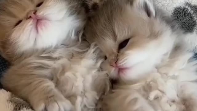 Looking at someone else's kitten recently