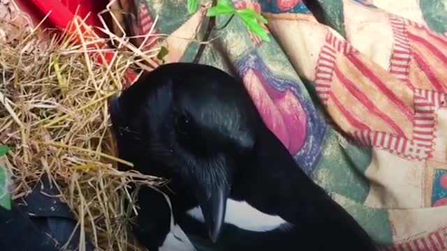 Magpie Imprints On His Human Mom