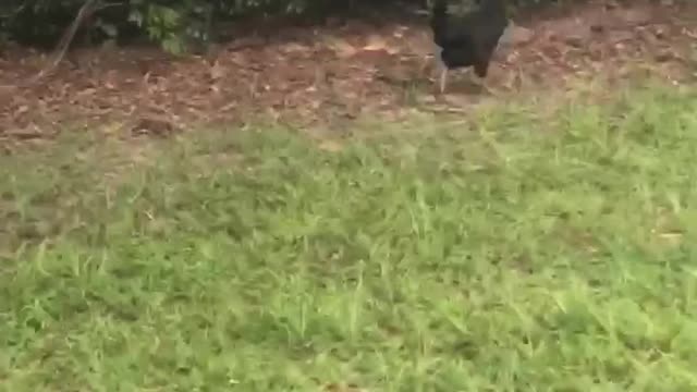 Chicken walk