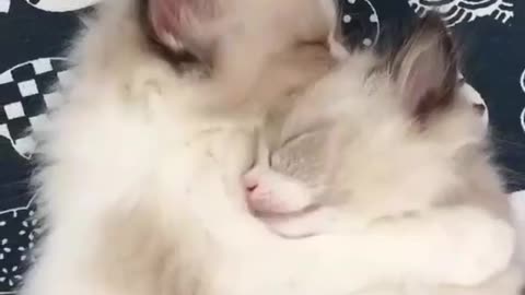 the laziness of these two has no limits