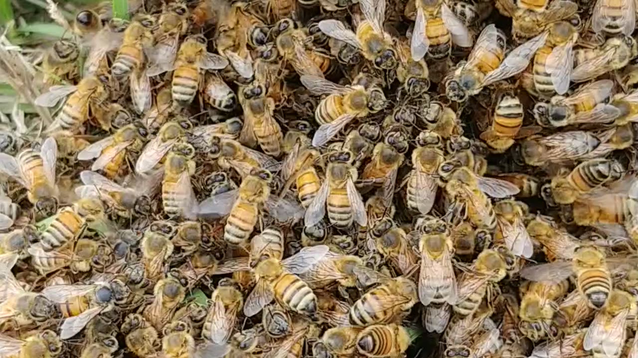 Swarming bees in yard rainy and chilly getting them a box hive box ready and waiting