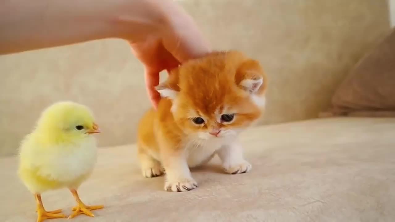 Very cute kitty playing with chicken 😘😻