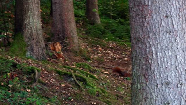 Fast Brown Squirrel