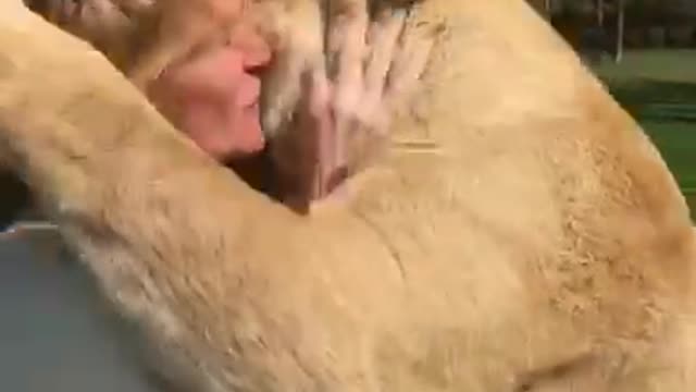 Lions Love Human