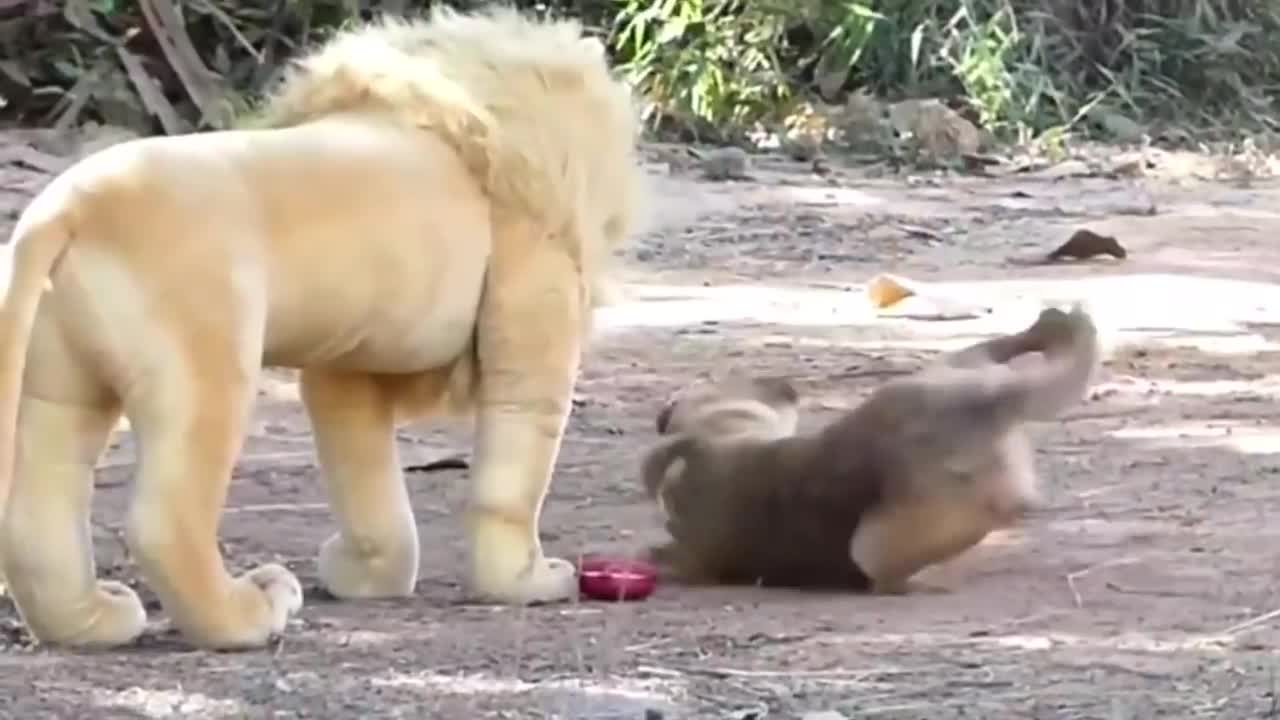 Prank dog