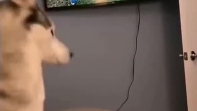 Cats and dogs _ cats meowing _ cats funny videos #shorts