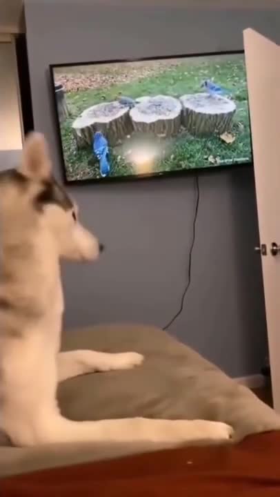 Cats and dogs _ cats meowing _ cats funny videos #shorts