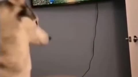 Cats and dogs _ cats meowing _ cats funny videos #shorts