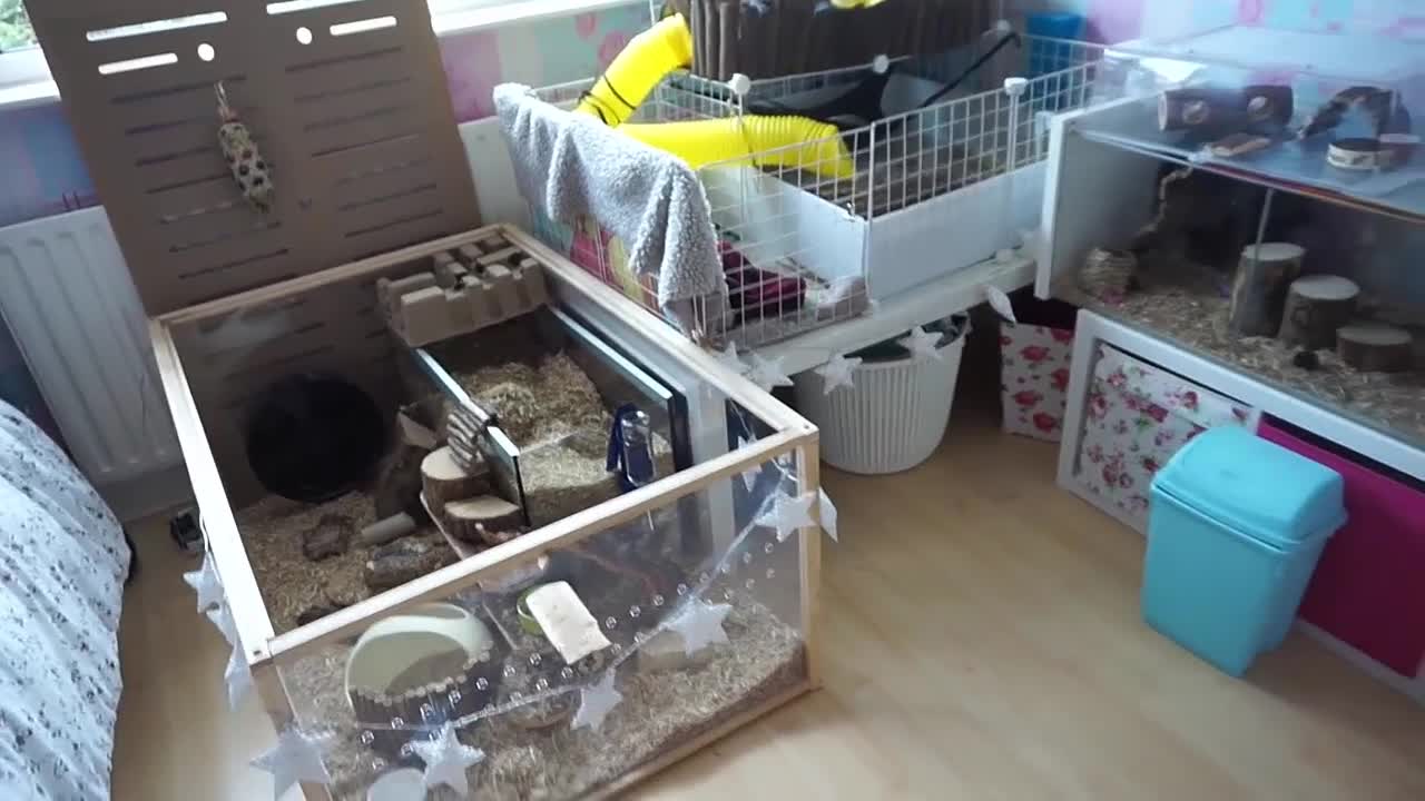 Tour Of My 'Pet Room'