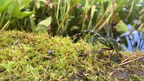 Aeshna cyanea Female southern Hawker egg deposition