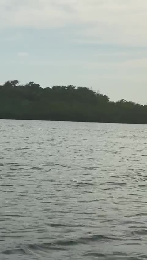 Delfines en Cartagena