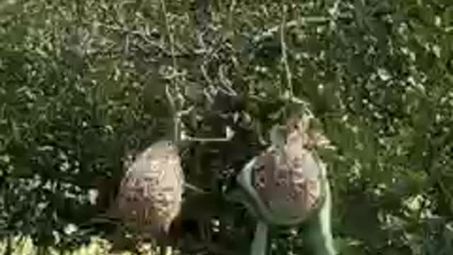 Watch these birds desperately attack a boomslang snake that is invading their nests.