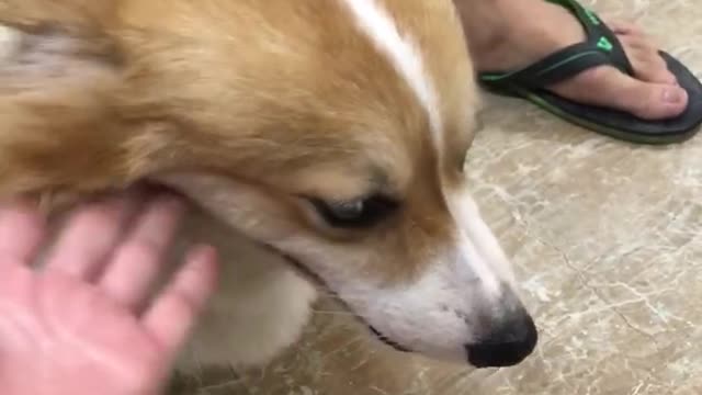Video clip about my dog is very obedient and obedient