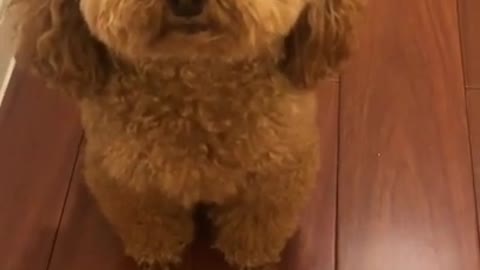 Best Dog Moments part Ultimate Love Dog 2022