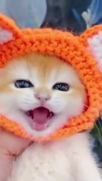 6.cute cat funny #shorts2