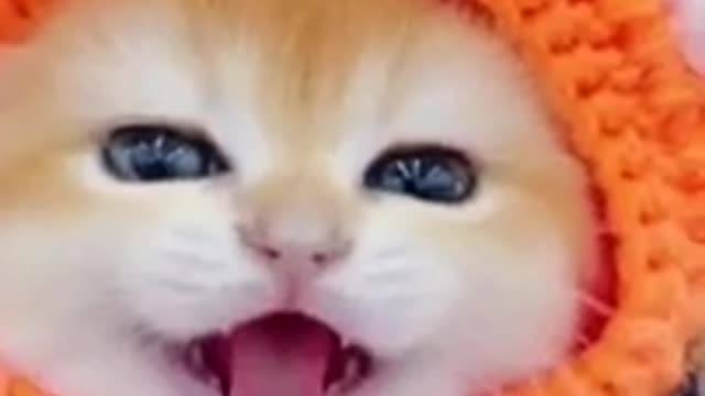 6.cute cat funny #shorts2
