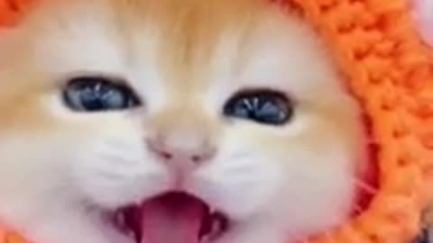 6.cute cat funny #shorts2