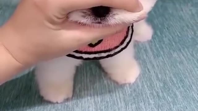 Cute Puppy