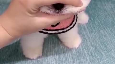 Cute Puppy