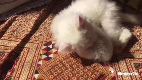 Fluffy Persian Kitten playing
