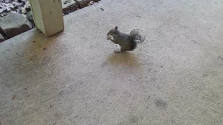 Doe and Squirrel Eat Lunch Together