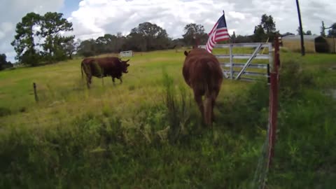 11:45 EST Buttercup and Diablo the Red Angus Cattle. #tranquility #NOW