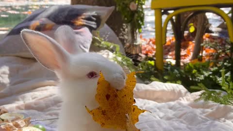 rabbit hair ball