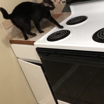 Me asking my cat a simple question but to no avail on a response