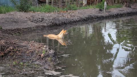 Cute Dog Sitting in the sea