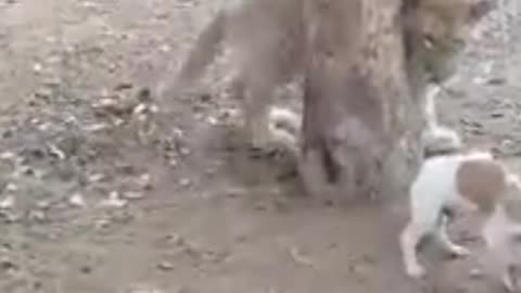 Lion vs puppy🐕🦁Funny video🤣😀