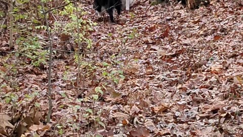 Walking in the field 3