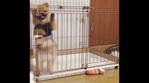 Funny dogs and cats