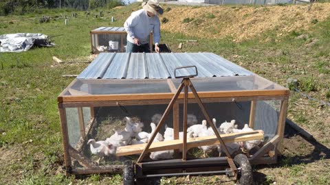 Moving Chicken Tractor