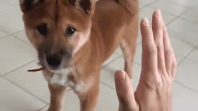 Hand shake in a adorable manner