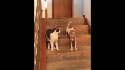 Cat vs Dog 🐩🐕😅