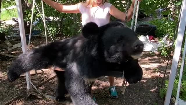 Bear Relaxes on Custom Made Swing