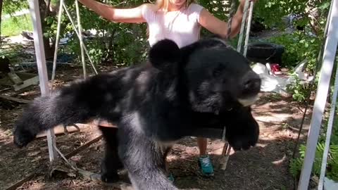 Bear Relaxes on Custom Made Swing