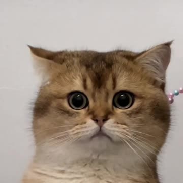 Fanny cat videos | kitty cat video | Cute cat videos | Pet Animal video | Kittycat |