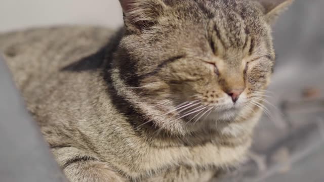 Close-up of grey cat warming under sunrays on sunny summer day