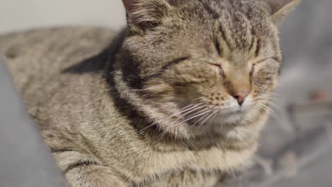 Close-up of grey cat warming under sunrays on sunny summer day