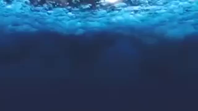 Diver throws underwater bubble rings around puffer fish