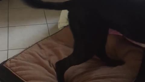 Black dog chasing tail continuously in circles