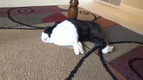 Sleeping rabbit wakes up at the sound of a banana