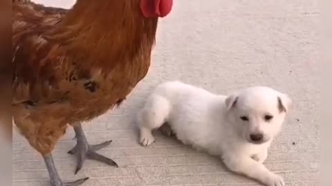 Friendship goal between a pet and chicken
