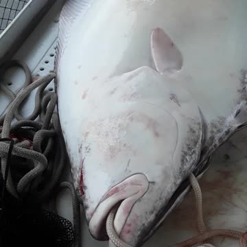 90 Pound Halibut and a beautiful Red Sockeye Salmon filet. 7/22/22