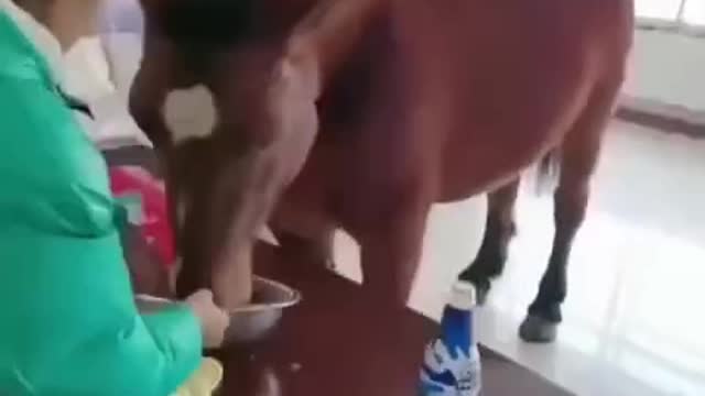 funny memes just laughting animals