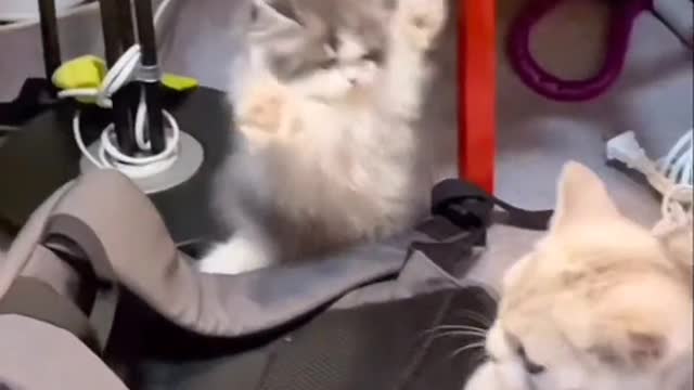 Animals are spiritual, unlike plants