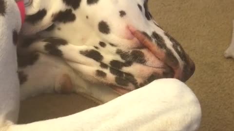 Dalmatian falling asleep tilts head and wakes up