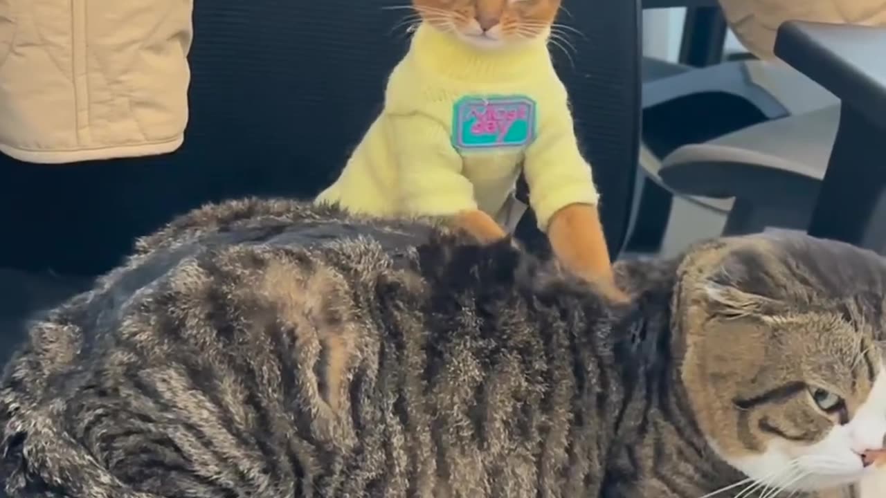massage cat 😘🤣